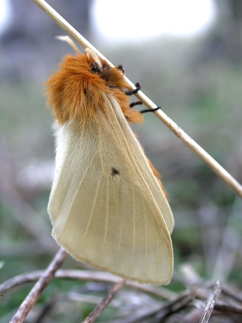 Lemonia taraxaci